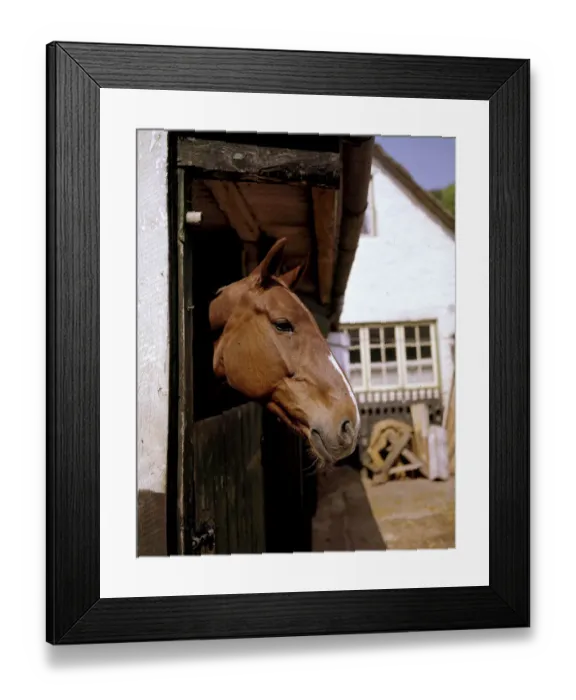 Framed Print : Chestnut horse with white stripe looking over a stable door Framed Print : Chestnut horse with white stripe looking over a stable door