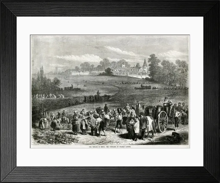 Framed Print : Vintage in Medoc: Vineyards of Chateau Lafitte 1871 Framed Print : Vintage in Medoc: Vineyards of Chateau Lafitte 1871