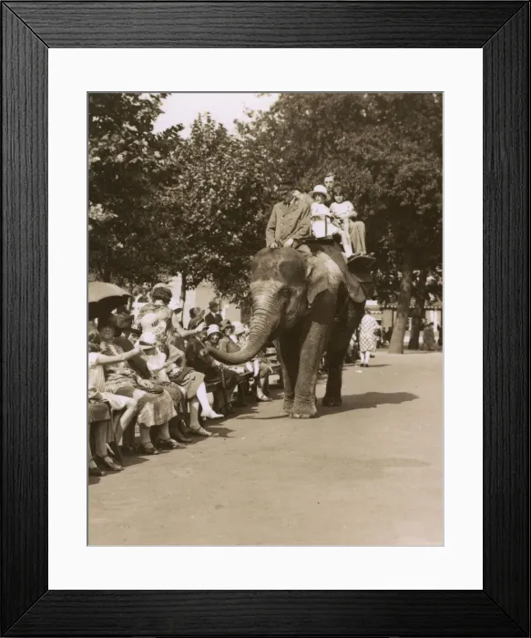 Framed Print : Elephant ride, Zoological Gardens, Regents Park, London Framed Print : Elephant ride, Zoological Gardens, Regents Park, London