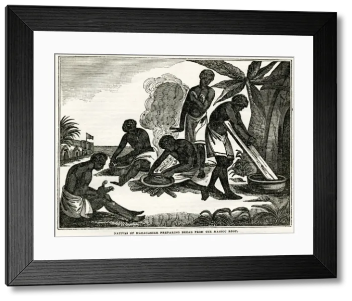 Framed Print : Preparing bread from the manioc root Framed Print : Preparing bread from the manioc root
