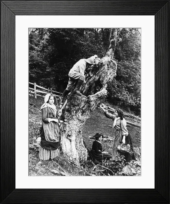 Framed Print : Collecting firewood Framed Print : Collecting firewood