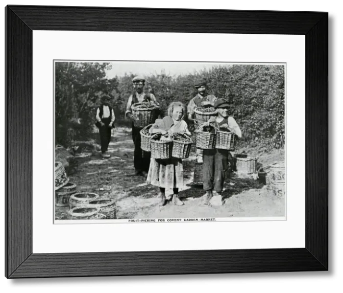 Framed Print : Fruit-picking for Covent Garden market 1909 Framed Print : Fruit-picking for Covent Garden market 1909