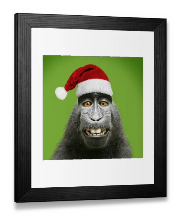 Framed Print : Sulawesi crested black macaque, wearing Christmas Framed Print : Sulawesi crested black macaque, wearing Christmas