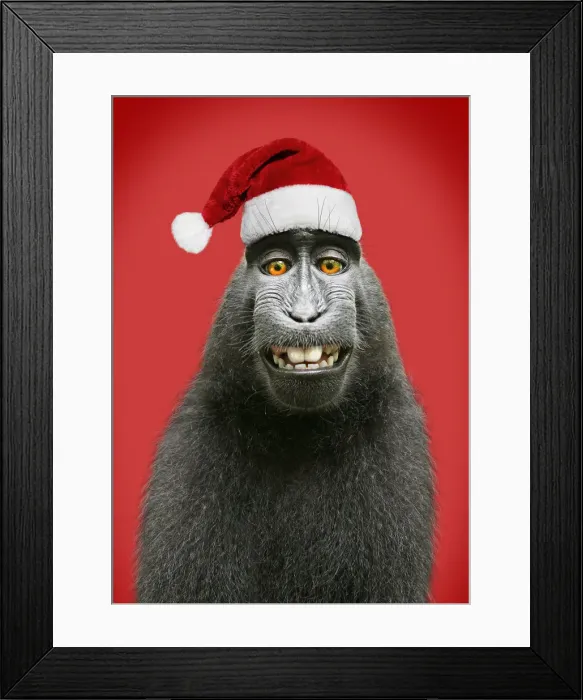 Framed Print : Sulawesi crested black macaque, wearing Christmas Framed Print : Sulawesi crested black macaque, wearing Christmas
