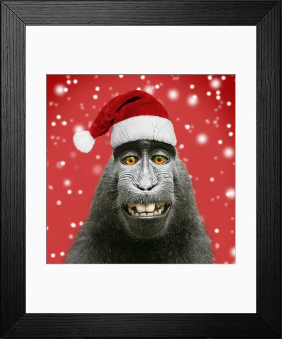 Framed Print : Sulawesi crested black macaque, wearing Christmas Framed Print : Sulawesi crested black macaque, wearing Christmas