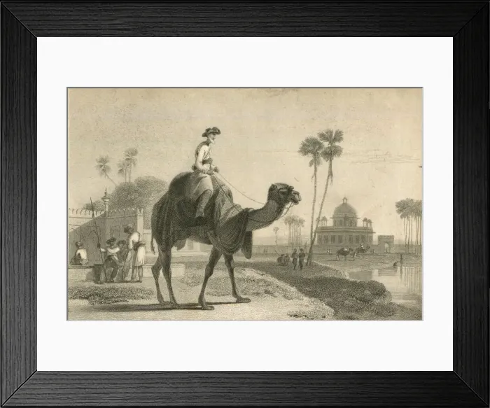 Framed Print : The Hirkarrah Camel by William Daniell Framed Print : The Hirkarrah Camel by William Daniell