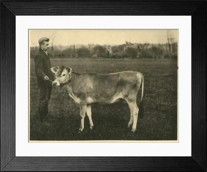 Framed Print : Jersey cow yearling Framed Print : Jersey cow yearling