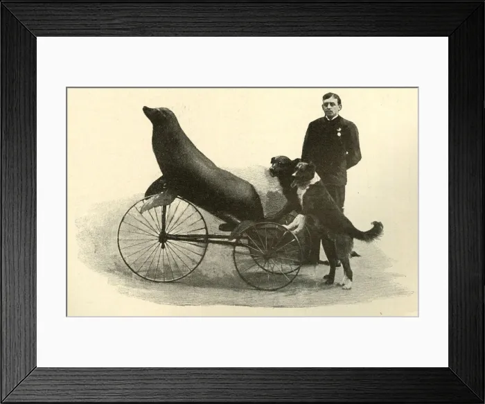Framed Print : William Judges with performing seal and dogs Framed Print : William Judges with performing seal and dogs