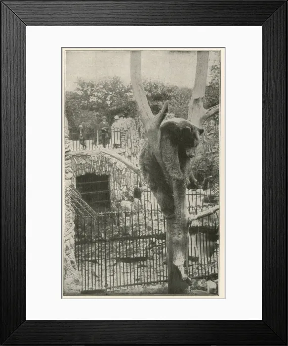 Framed Print : The Bear Cave, Lincoln Park, Chicago, Illinois, USA Framed Print : The Bear Cave, Lincoln Park, Chicago, Illinois, USA