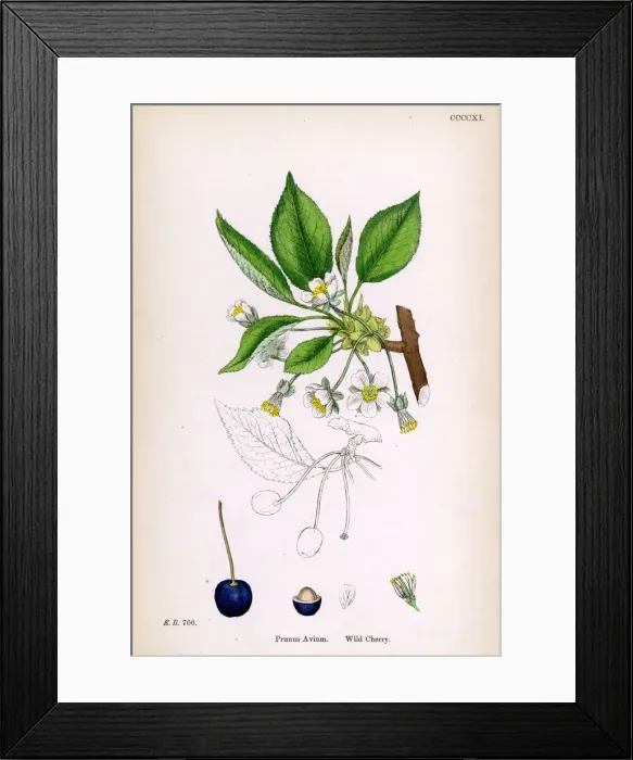 Framed Print : Wild cherry blossom Framed Print : Wild cherry blossom