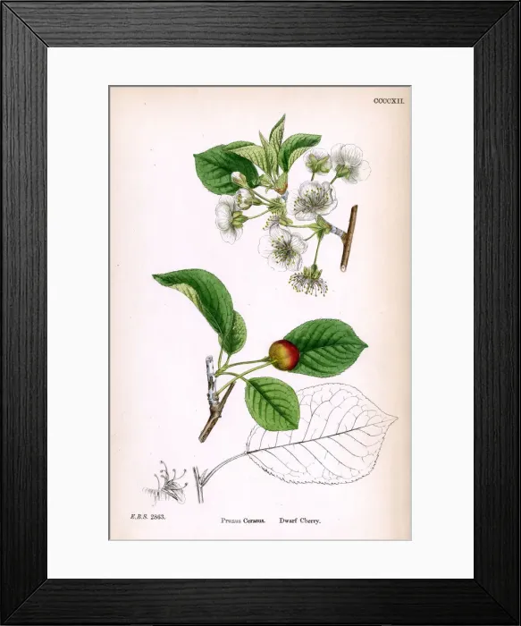 Framed Print : Dwarf cherry blossom Framed Print : Dwarf cherry blossom