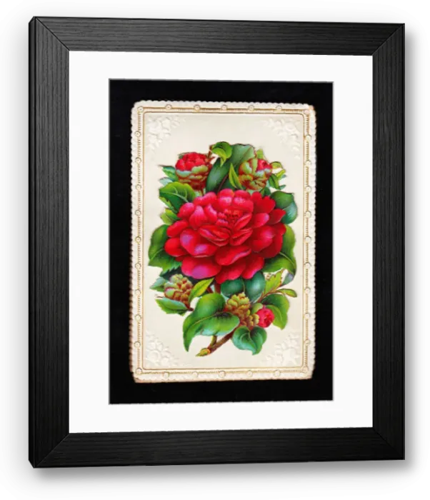 Framed Print : Large red flower on a greetings card Framed Print : Large red flower on a greetings card