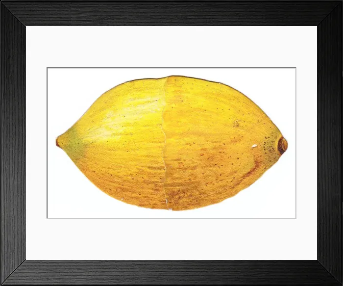 Framed Print : Greetings card in the shape of a lemon Framed Print : Greetings card in the shape of a lemon