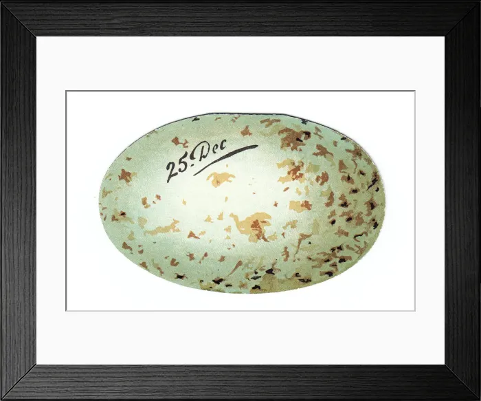 Framed Print : Greetings card in the shape of a birds egg Framed Print : Greetings card in the shape of a birds egg