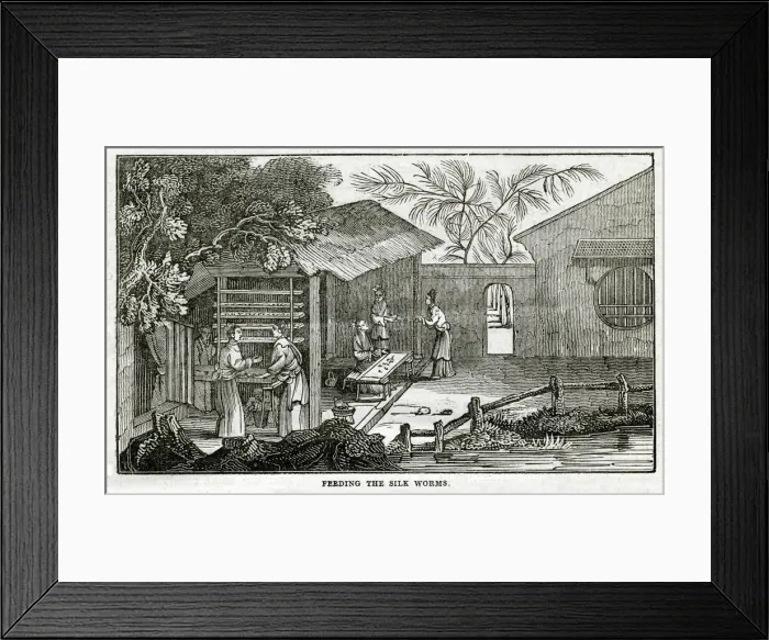 Framed Print : Chinese silk - feeding the silk worms Framed Print : Chinese silk - feeding the silk worms