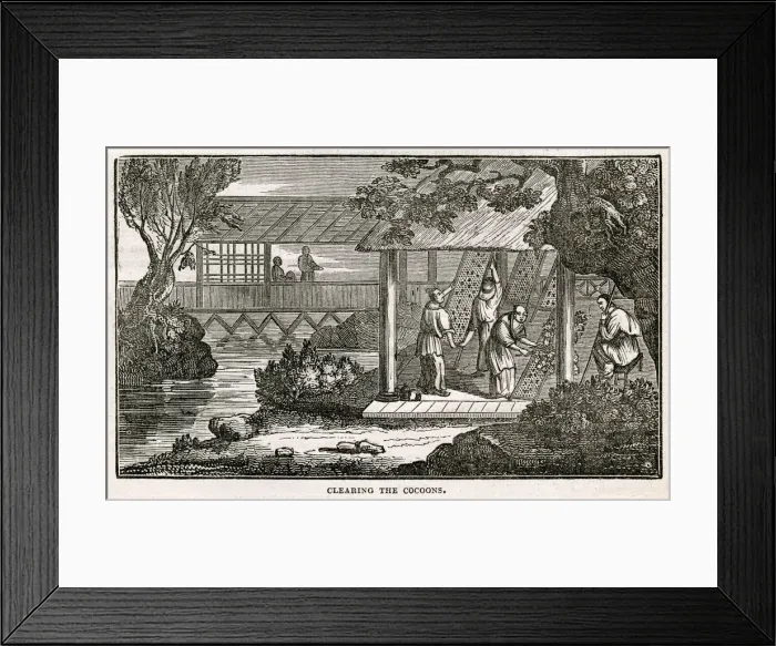 Framed Print : Chinese silk - cleaning the cocoons Framed Print : Chinese silk - cleaning the cocoons
