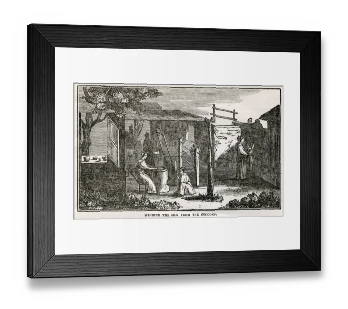 Framed Print : Chinese silk - winding from the cocoons Framed Print : Chinese silk - winding from the cocoons