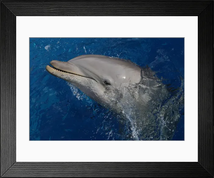 Framed Print : Dolphin Framed Print : Dolphin