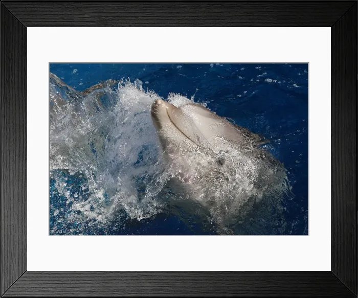 Framed Print : Dolphin Framed Print : Dolphin