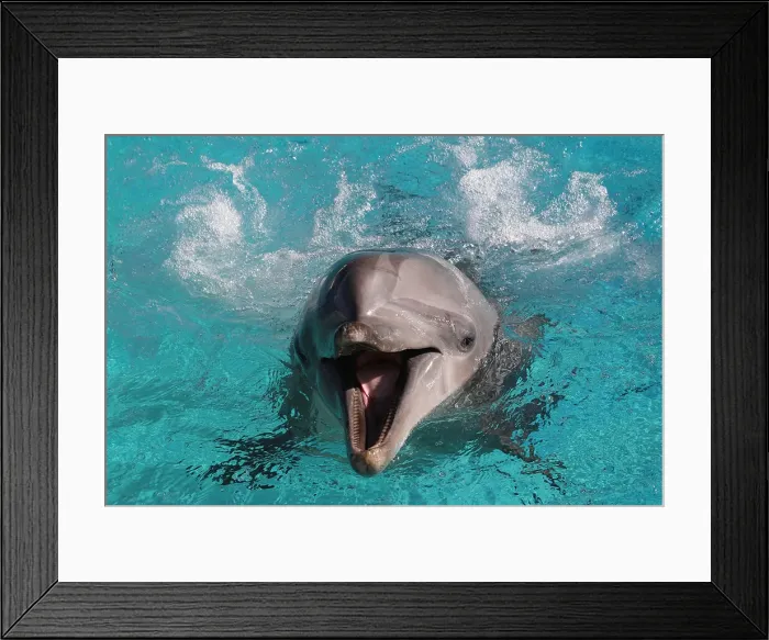Framed Print : Dolphin