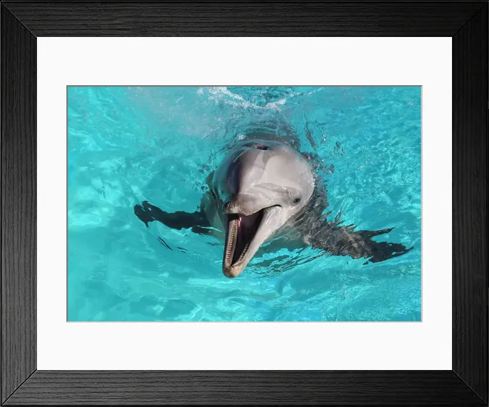 Framed Print : Dolphin Framed Print : Dolphin