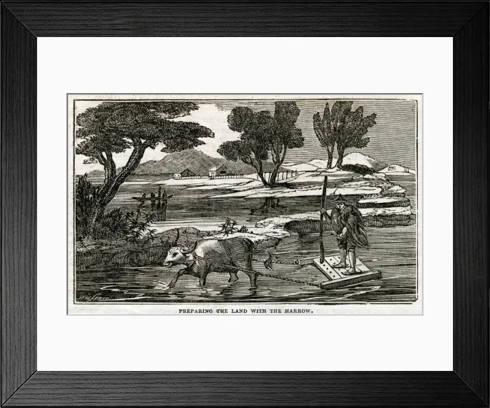 Framed Print : Rice Plant - preparing land with harrow Framed Print : Rice Plant - preparing land with harrow