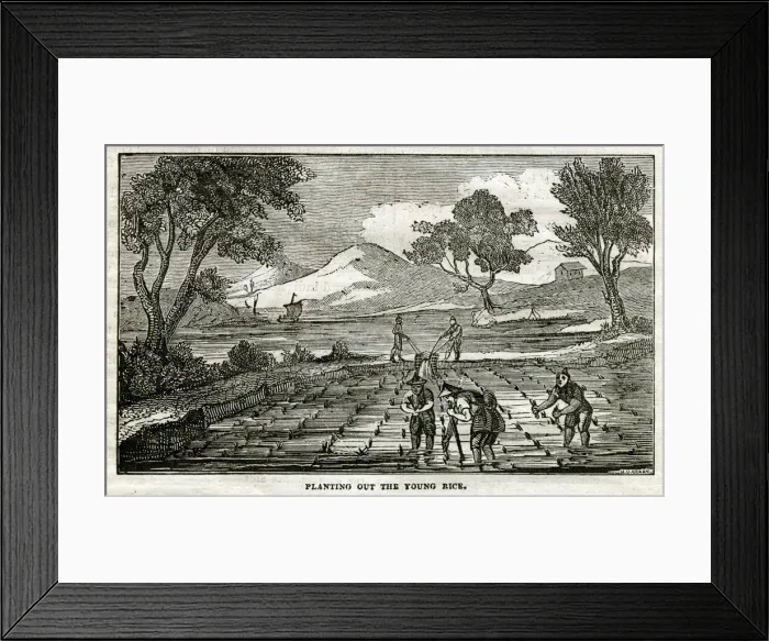 Framed Print : Rice Plant - planting young rice Framed Print : Rice Plant - planting young rice