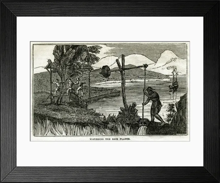 Framed Print : Rice Plant - watering the rice plant Framed Print : Rice Plant - watering the rice plant