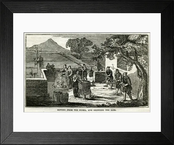 Framed Print : Rice Plant - sifting the husks and grinding the rice Framed Print : Rice Plant - sifting the husks and grinding the rice
