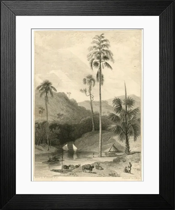 Framed Print : The Talipat Tree, India Framed Print : The Talipat Tree, India