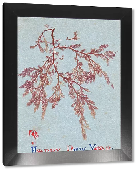 Real ferns on a New Year card