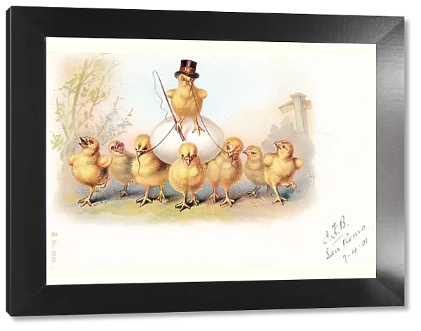 Eight chicks with an egg on an Easter postcard