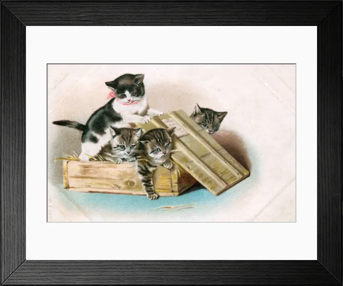 Framed Print : Four kittens in a wooden crate on a greetings postcard Framed Print : Four kittens in a wooden crate on a greetings postcard