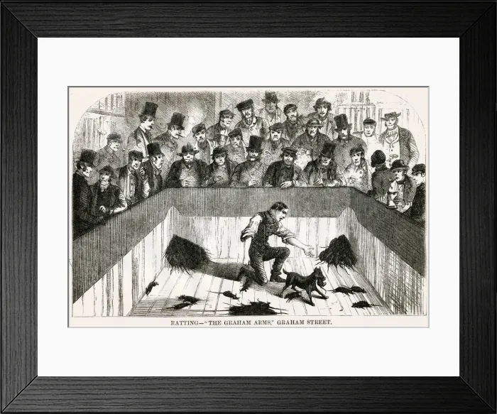 Framed Print : Dog ratting 1850s Framed Print : Dog ratting 1850s