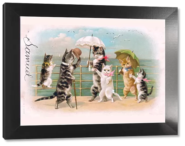 Cats and kittens with parasols at the seaside on a postcard