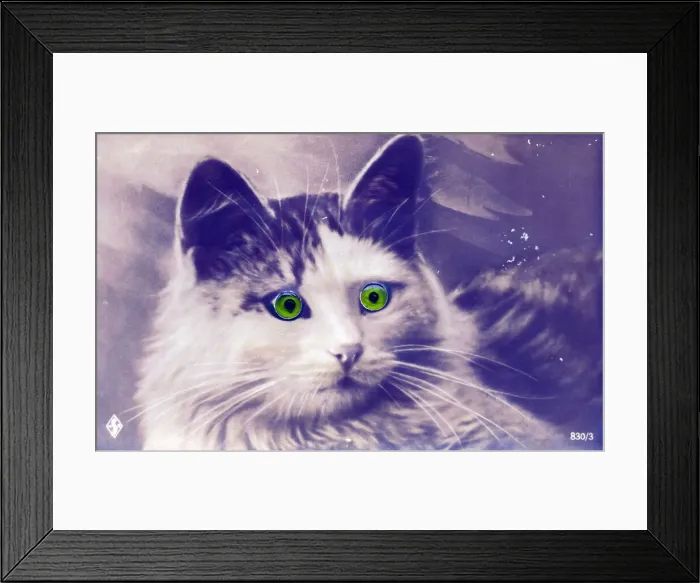 Framed Print : Cat with green glass eyes on a postcard Framed Print : Cat with green glass eyes on a postcard