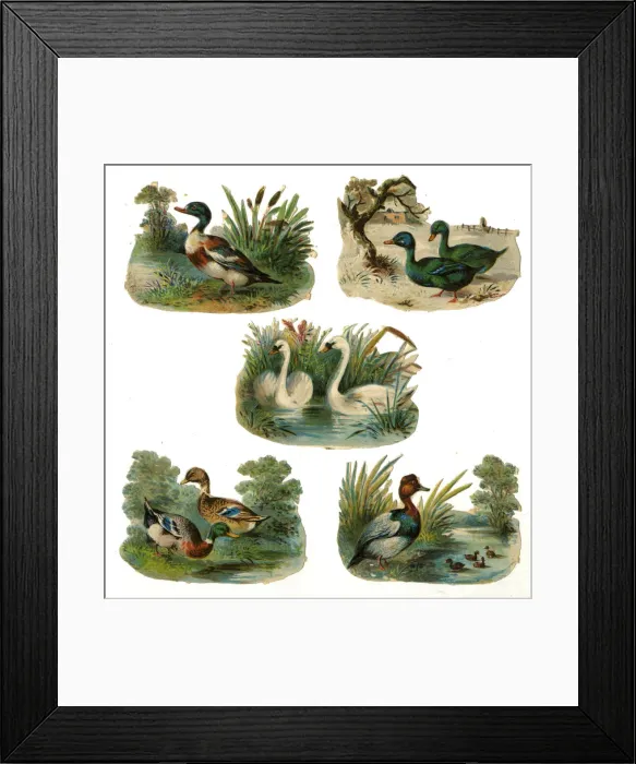 Framed Print : Victorian scraps, Ducks and Swans Framed Print : Victorian scraps, Ducks and Swans