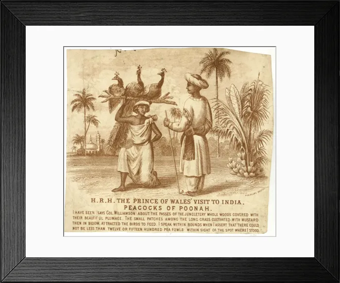 Framed Print : Prince of Wales visit to India in 1876 - Peacocks Framed Print : Prince of Wales visit to India in 1876 - Peacocks