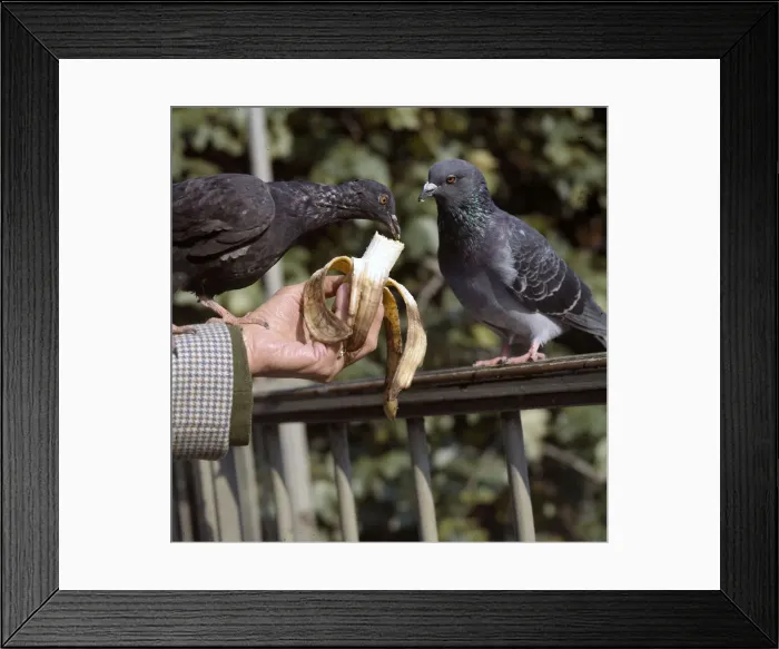 Framed Print : (insert) Framed Print : (insert)