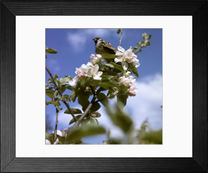 Framed Print : (insert) Framed Print : (insert)