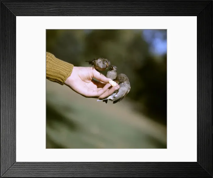 Framed Print : (insert) Framed Print : (insert)