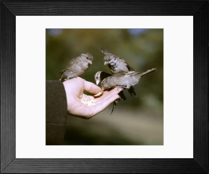 Framed Print : (insert) Framed Print : (insert)