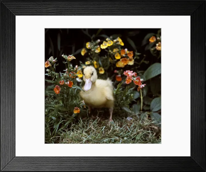 Framed Print : (insert) Framed Print : (insert)