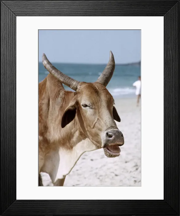 Framed Print : (insert) Framed Print : (insert)