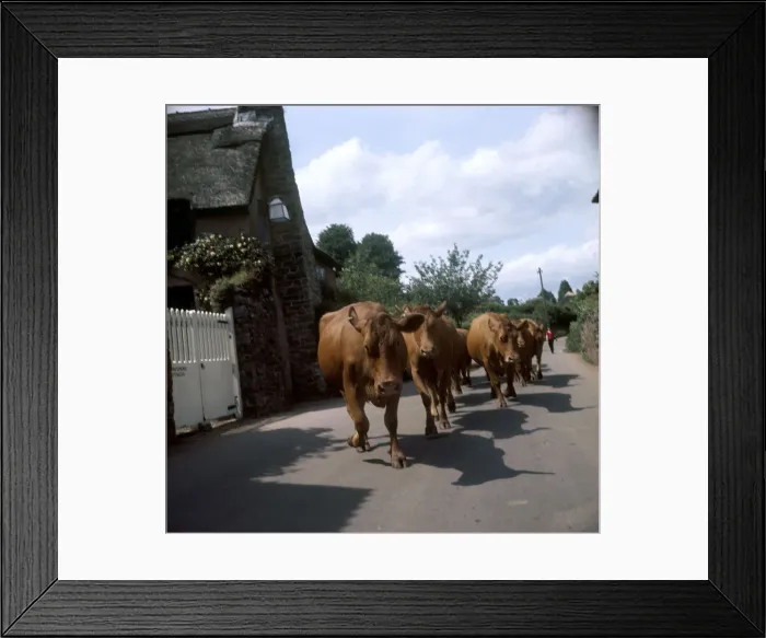 Framed Print : (insert) Framed Print : (insert)