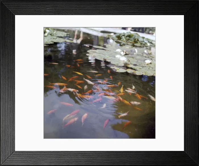 Framed Print : (insert) Framed Print : (insert)