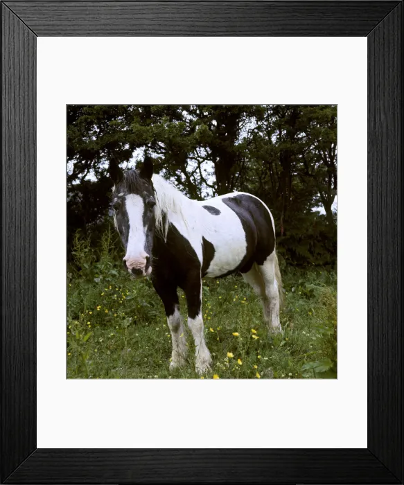 Framed Print : (insert) Framed Print : (insert)