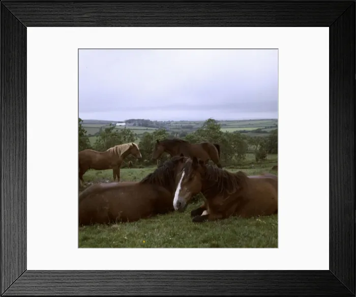 Framed Print : (insert) Framed Print : (insert)