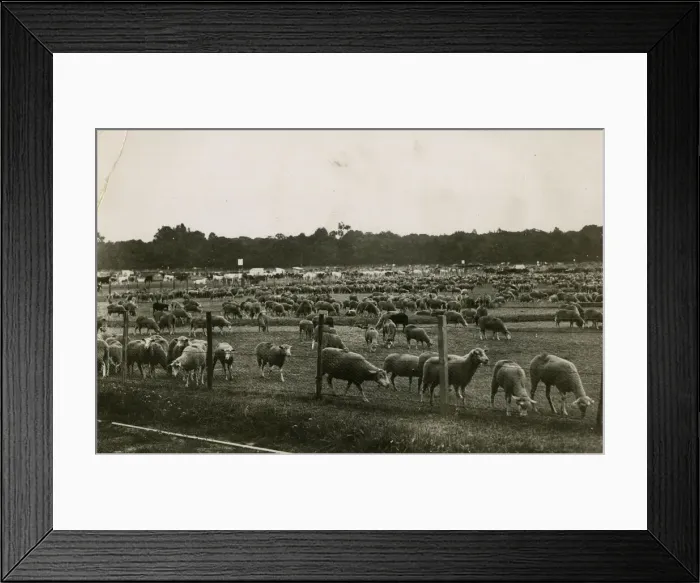 Framed Print : Sheep in Bagatelle Park, Paris, WW1 Framed Print : Sheep in Bagatelle Park, Paris, WW1