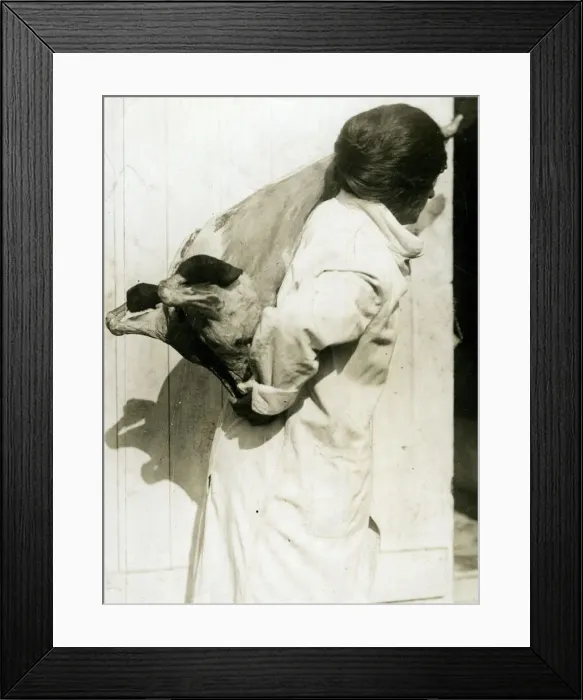 Framed Print : Woman working in cold storage carrying meat, WW1 Framed Print : Woman working in cold storage carrying meat, WW1